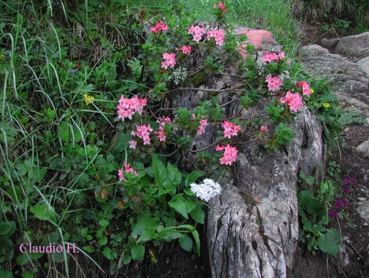 Trentino Alto Adige fiori sul Brenta