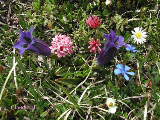 Trentino Alto Adige fiori sul Monte Stivo