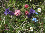 Trentino Alto Adige fiori sul Monte Stivo