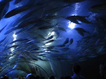 tunnel museo oceanografico valencia