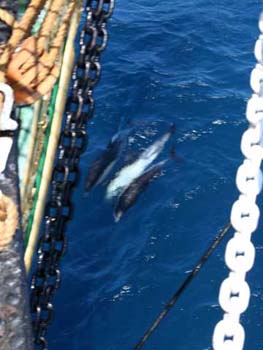 delfini con nave amerigo vespucci