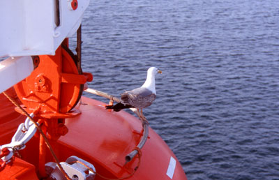 gabbiano su nave da crociera